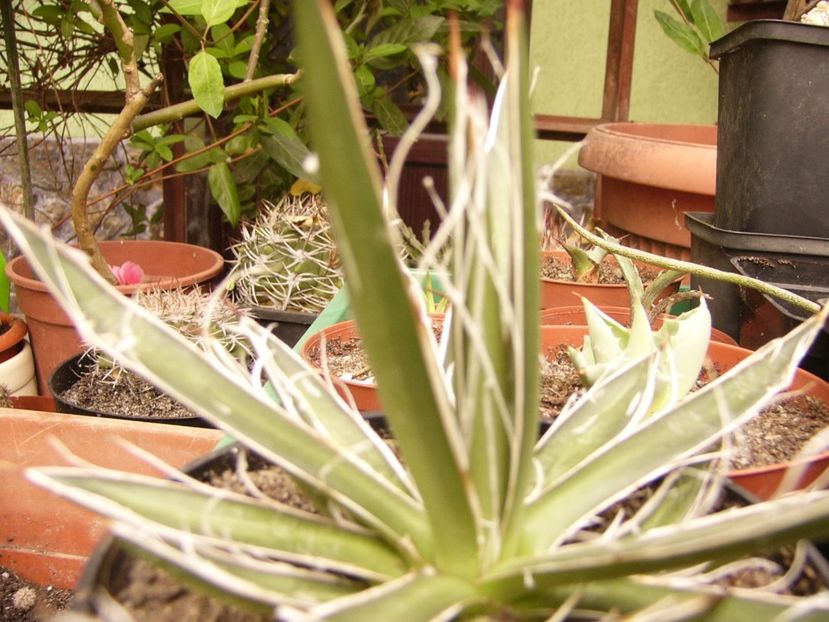 Agava Schidigera - ANUL 2017 FLORI