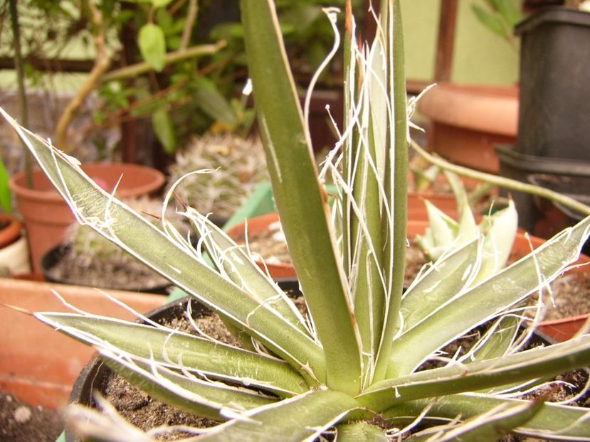 P1300375 - ANUL 2017 FLORI