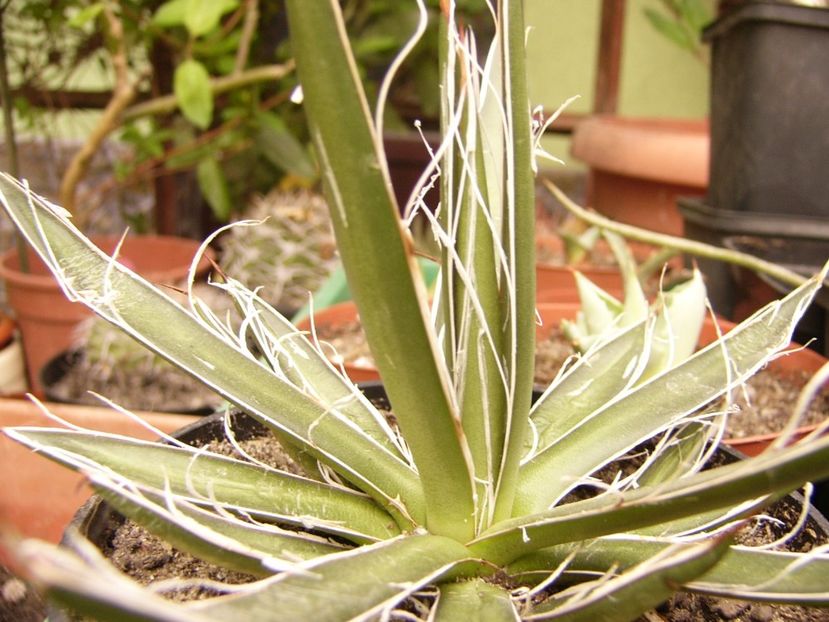 P1300376 - ANUL 2017 FLORI