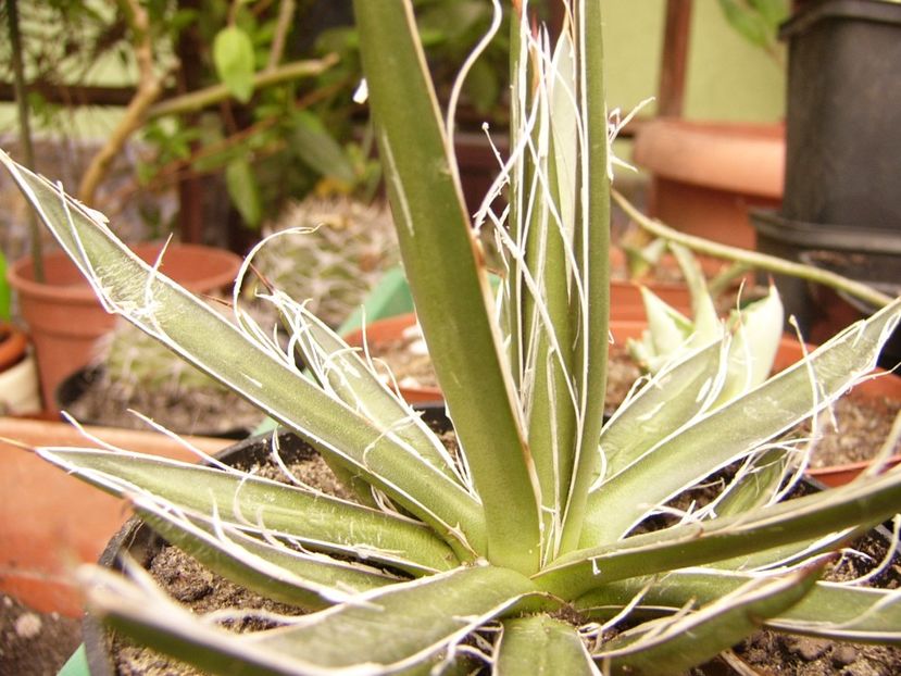 P1300377 - ANUL 2017 FLORI