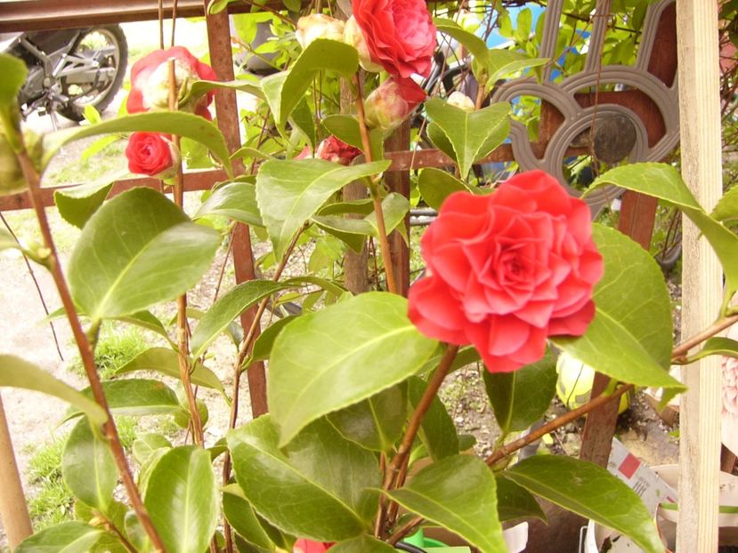 P1300380 - ANUL 2017 FLORI