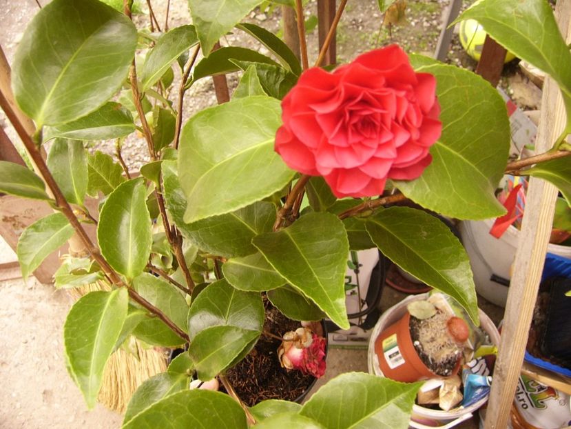 P1300381 - ANUL 2017 FLORI