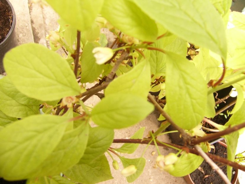 P1300386 - ANUL 2017 FLORI