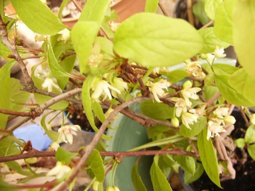 P1300388 - ANUL 2017 FLORI