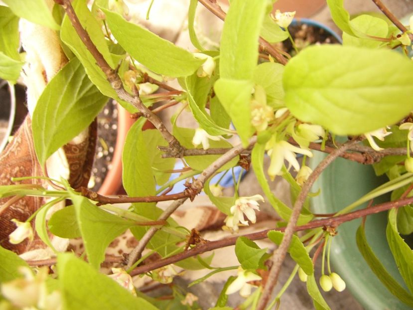 P1300390 - ANUL 2017 FLORI