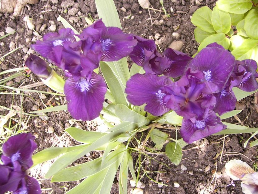 P1300396 - ANUL 2017 FLORI