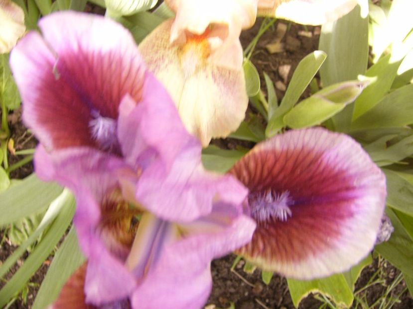 P1300399 - ANUL 2017 FLORI