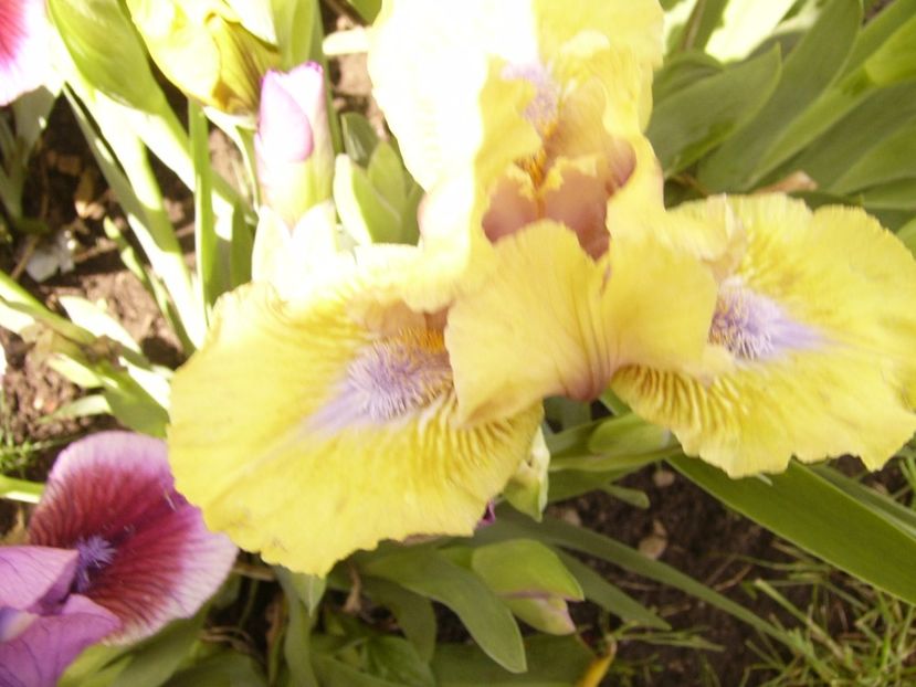 P1300402 - ANUL 2017 FLORI