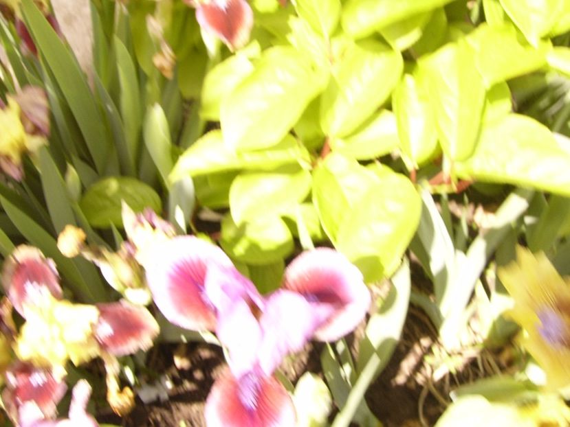 P1300403 - ANUL 2017 FLORI