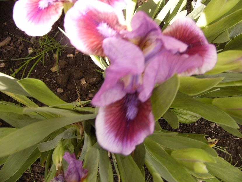 P1300405 - ANUL 2017 FLORI