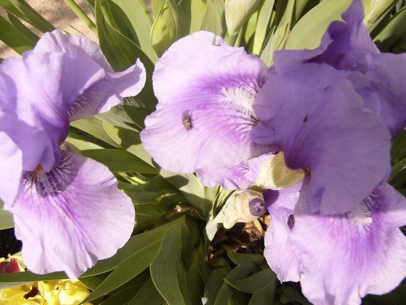 P1300406 - ANUL 2017 FLORI