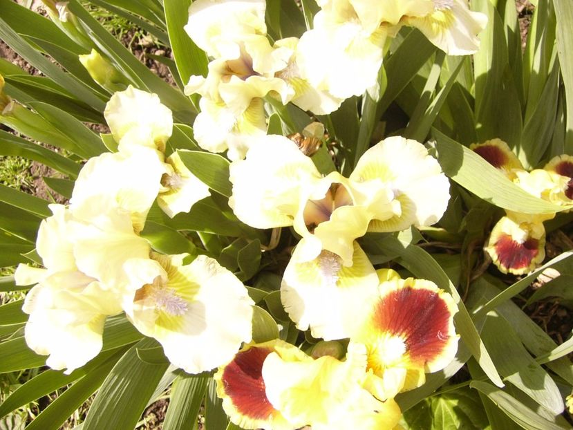 P1300407 - ANUL 2017 FLORI