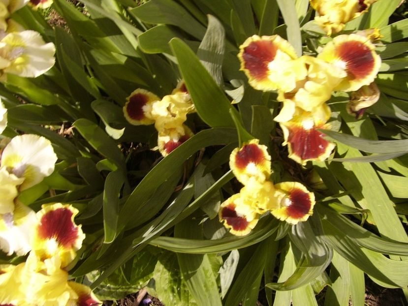 P1300408 - ANUL 2017 FLORI