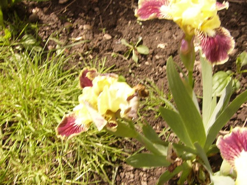 P1300413 - ANUL 2017 FLORI