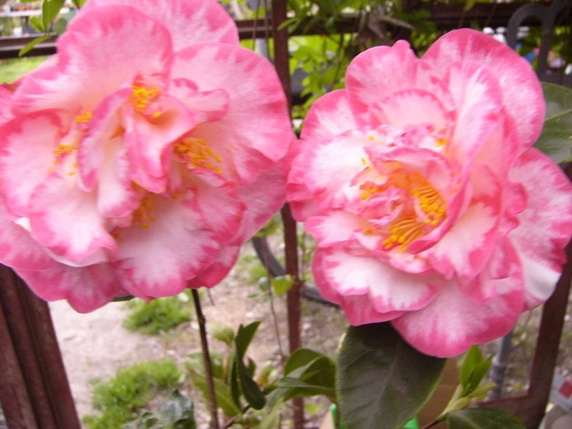 Camellia Margaret Davis - ANUL 2017 FLORI