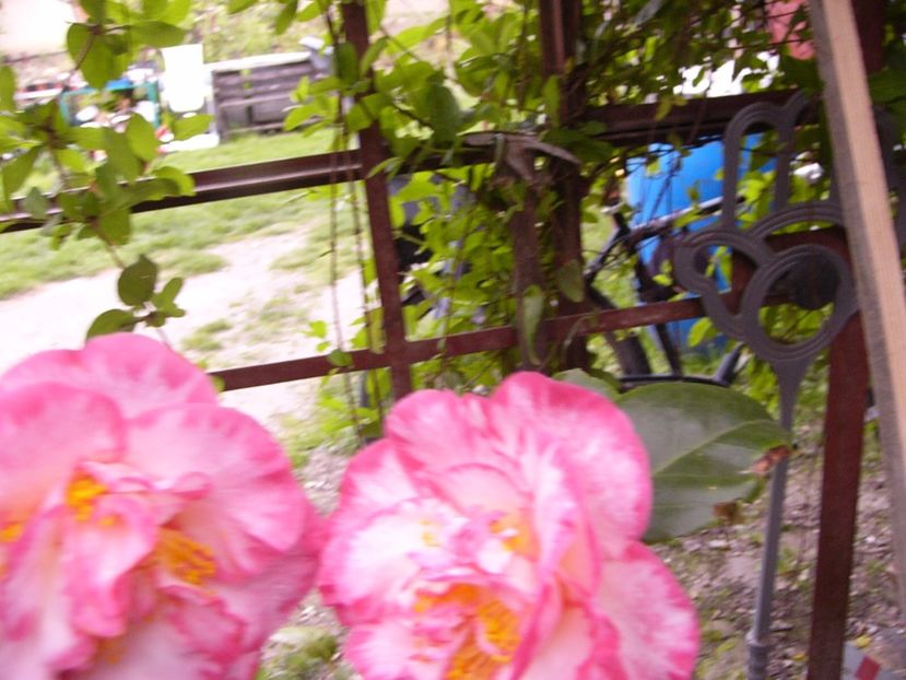 P1300415 - ANUL 2017 FLORI