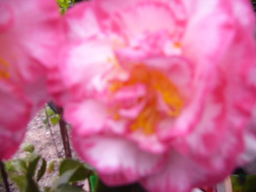 P1300417 - ANUL 2017 FLORI