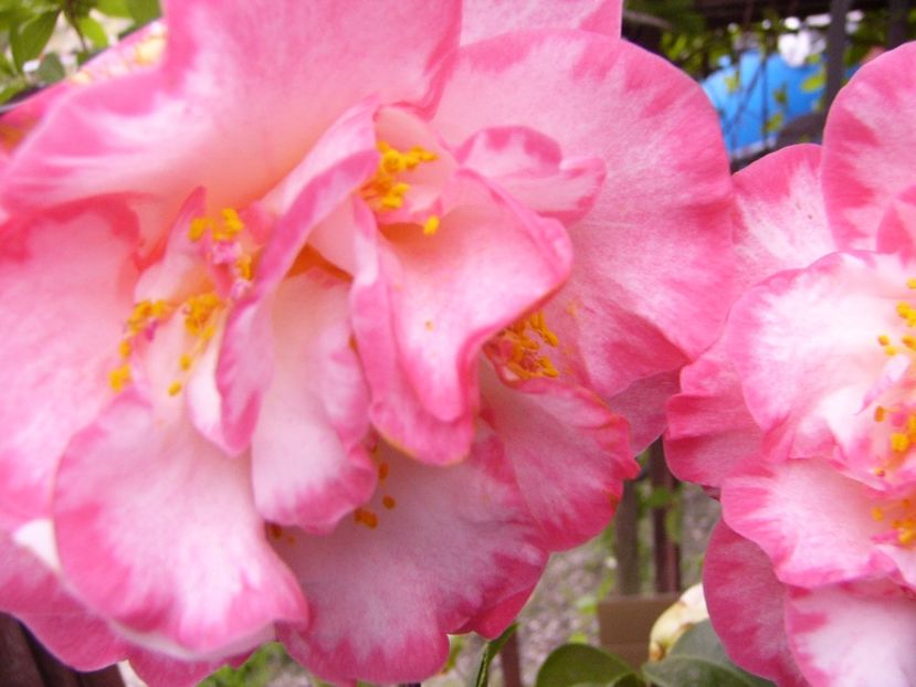 P1300418 - ANUL 2017 FLORI