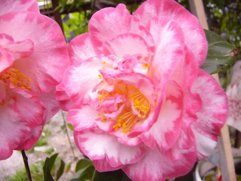 P1300419 - ANUL 2017 FLORI