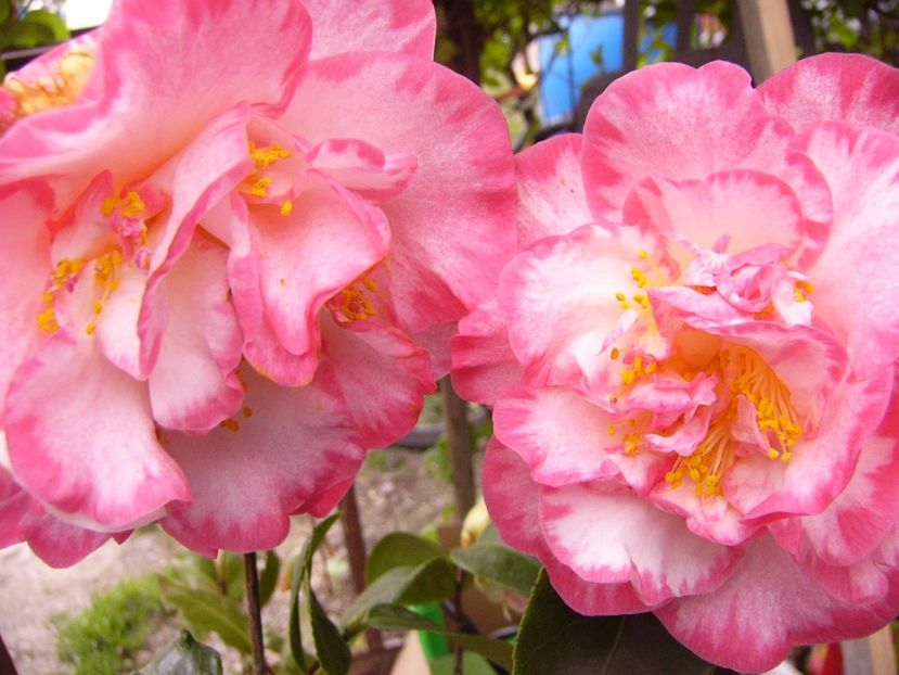 Camellia Margaret Davis - ANUL 2017 FLORI