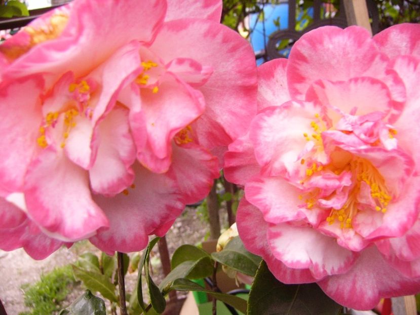 P1300423 - ANUL 2017 FLORI