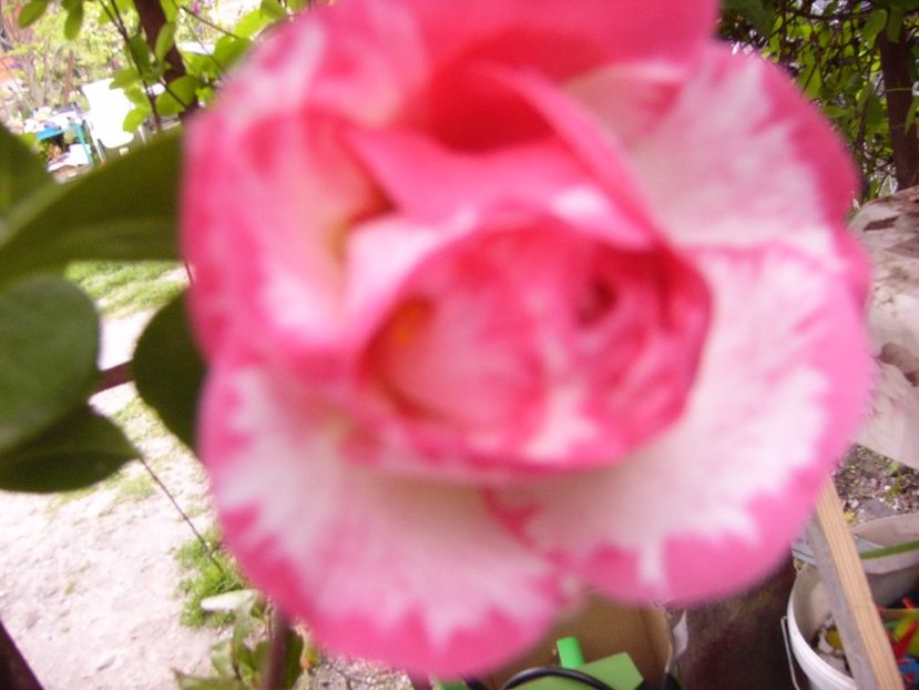 P1300424 - ANUL 2017 FLORI