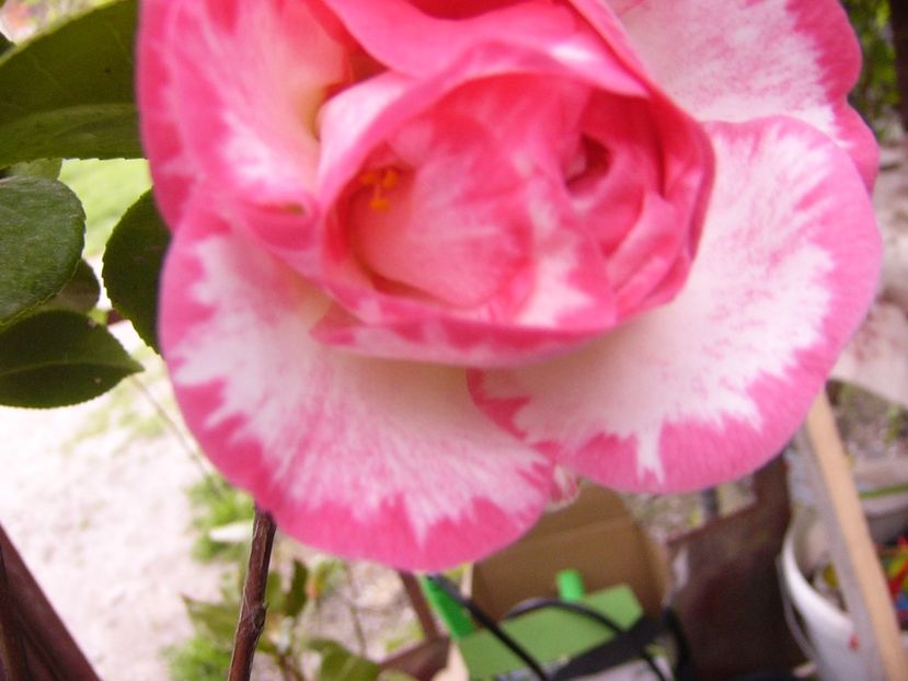 P1300425 - ANUL 2017 FLORI