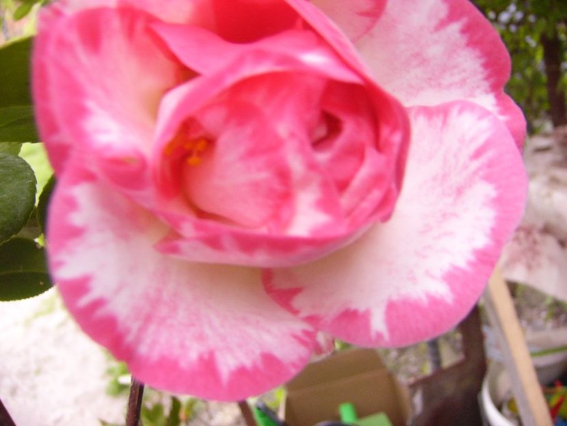 P1300426 - ANUL 2017 FLORI