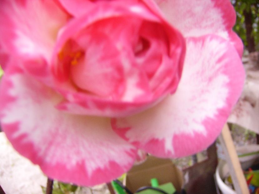 P1300427 - ANUL 2017 FLORI