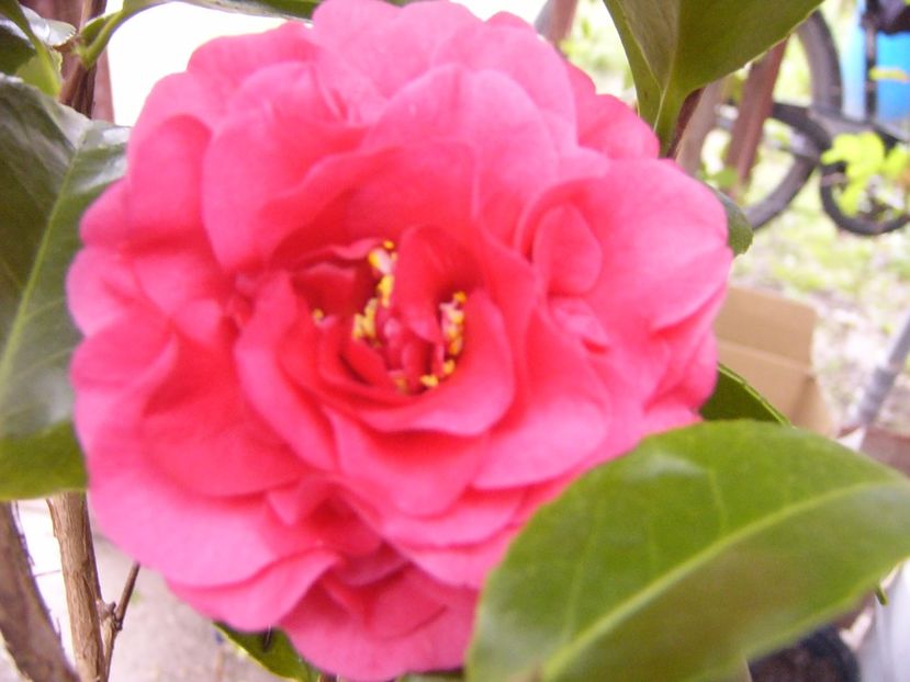 Camellia Blacke Lace - ANUL 2017 FLORI