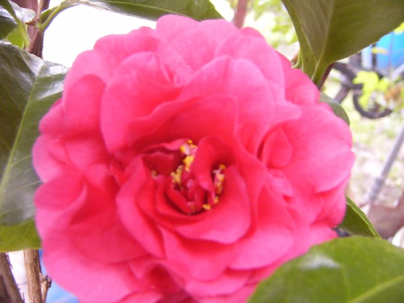 P1300429 - ANUL 2017 FLORI