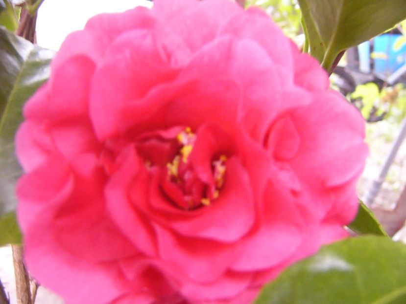 P1300430 - ANUL 2017 FLORI