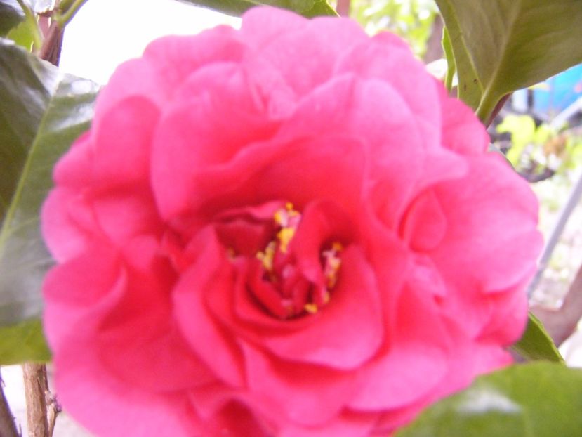 P1300431 - ANUL 2017 FLORI