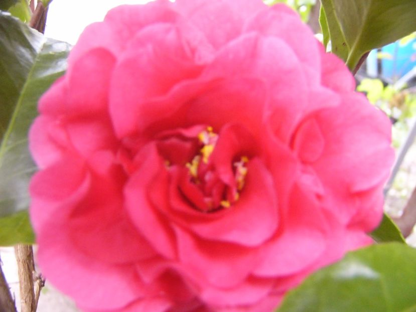 P1300432 - ANUL 2017 FLORI