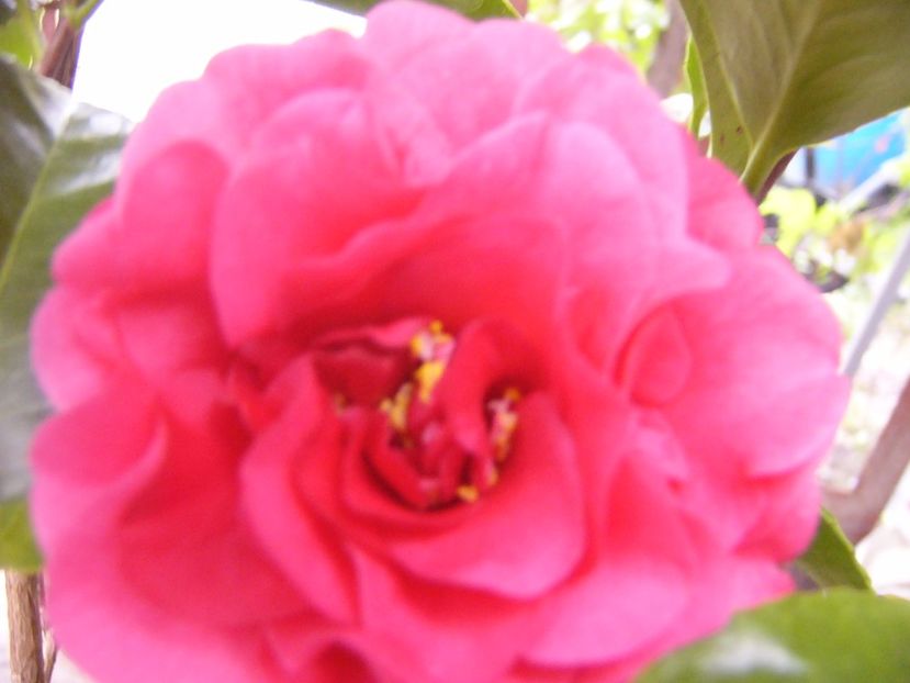 P1300433 - ANUL 2017 FLORI