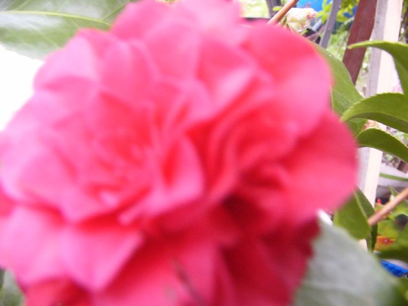 P1300436 - ANUL 2017 FLORI