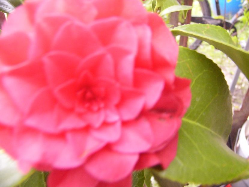 P1300439 - ANUL 2017 FLORI