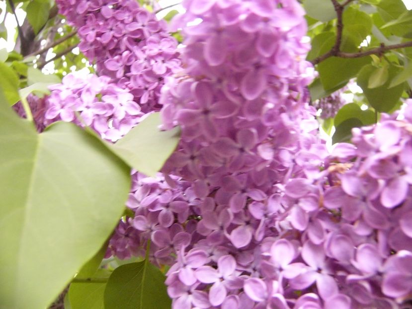 P1300443 - ANUL 2017 FLORI