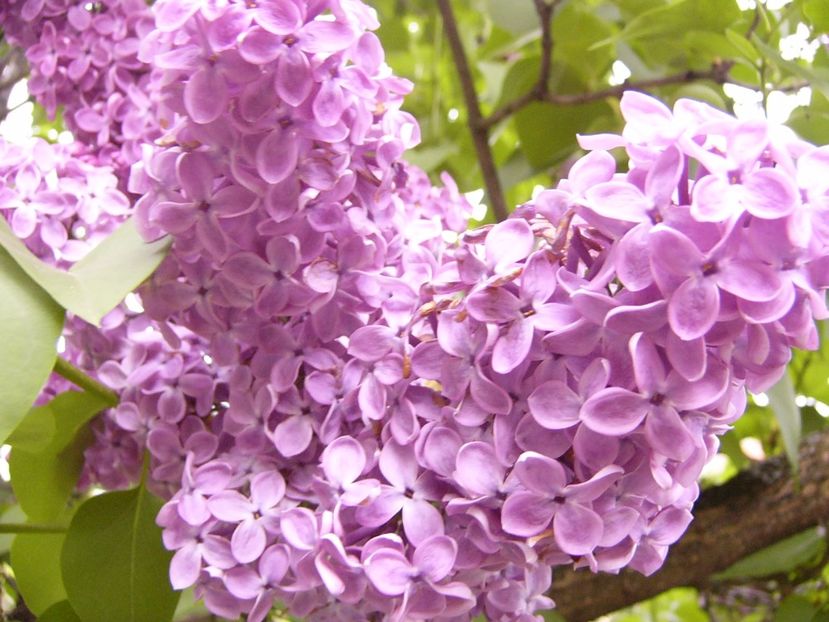 P1300444 - ANUL 2017 FLORI