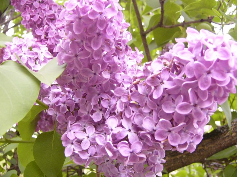 P1300445 - ANUL 2017 FLORI