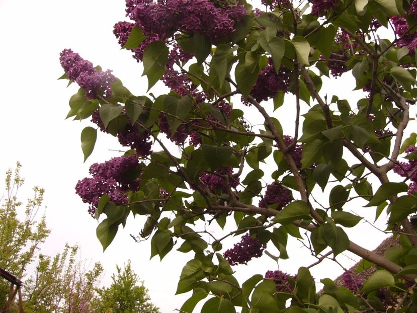 P1300448 - ANUL 2017 FLORI