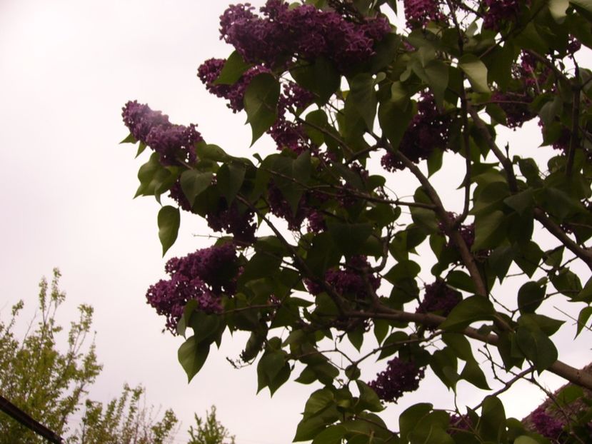 P1300449 - ANUL 2017 FLORI