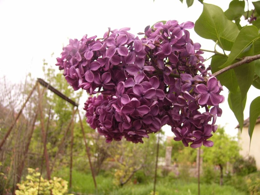 P1300451 - ANUL 2017 FLORI