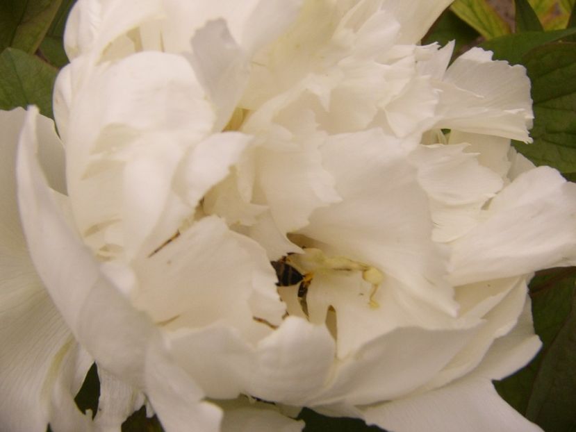 Paeonia suffruticosa -alba- - ANUL 2017 FLORI