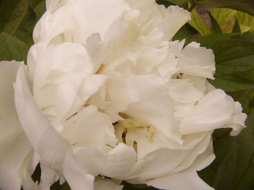 P1300455 - ANUL 2017 FLORI