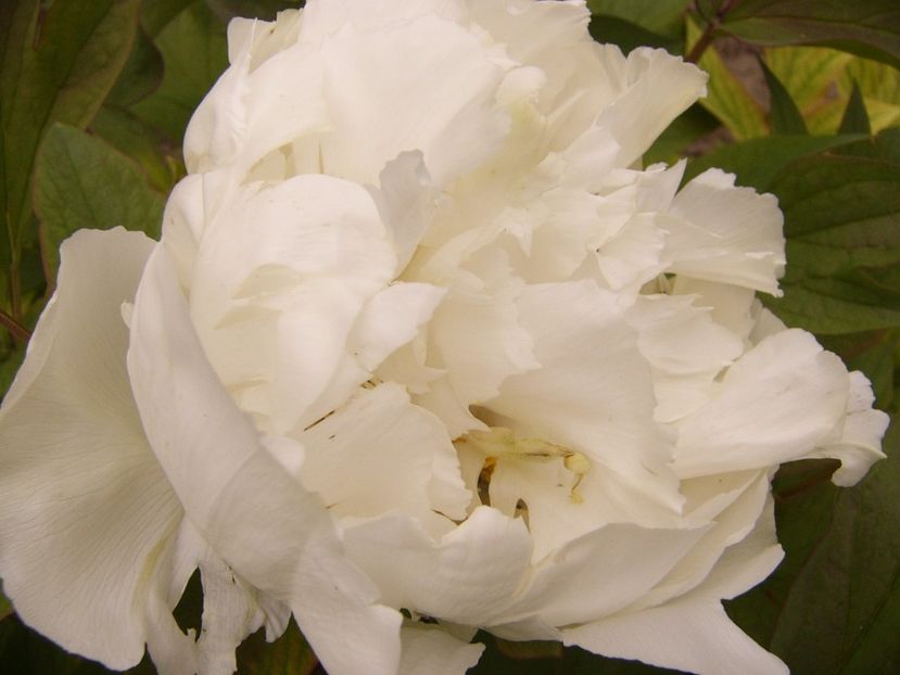 P1300456 - ANUL 2017 FLORI