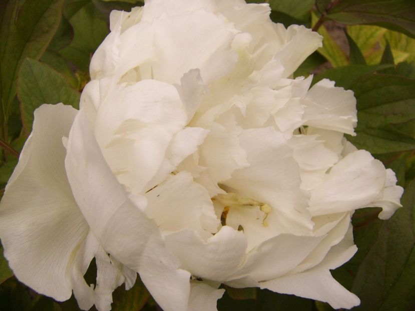 P1300457 - ANUL 2017 FLORI