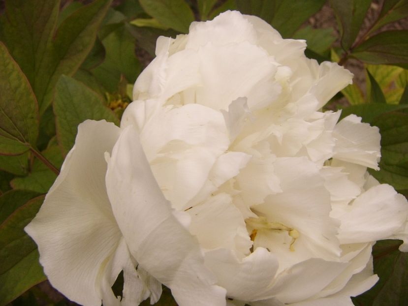 P1300459 - ANUL 2017 FLORI