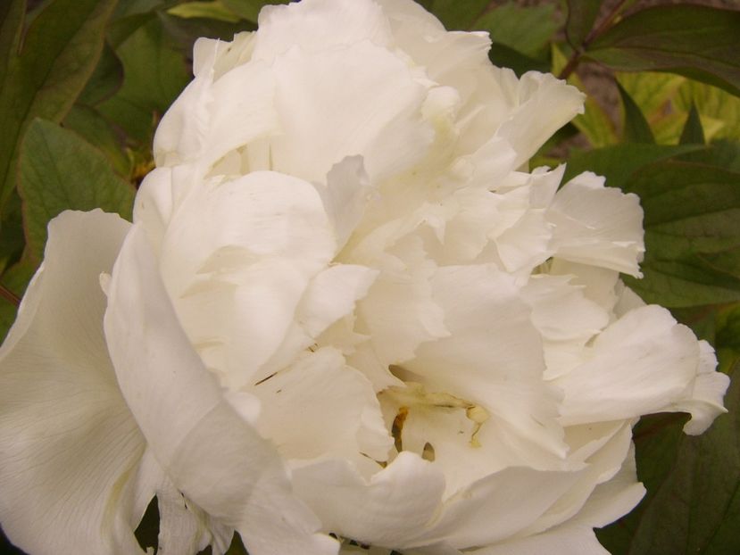 P1300460 - ANUL 2017 FLORI