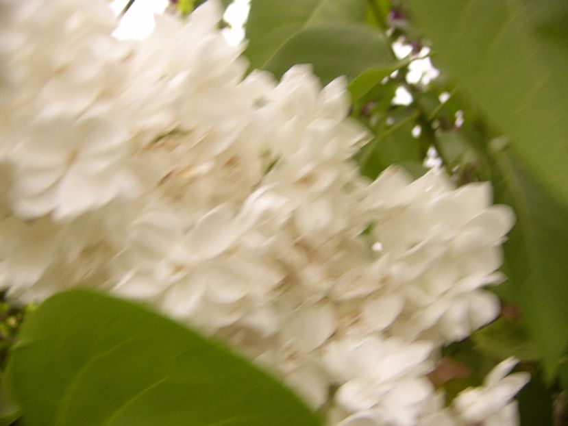 P1300463 - ANUL 2017 FLORI